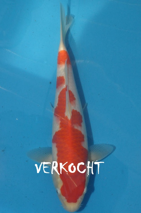 kohaku 1011040