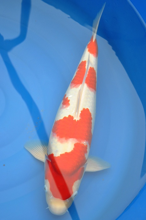 meerstaps kohaku 1011045