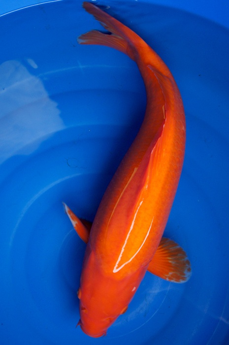 benigoi 1011046