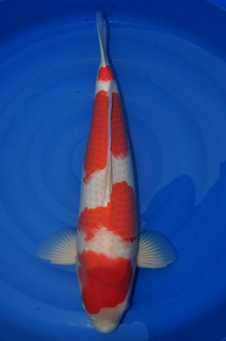 yondan kohaku 1011057