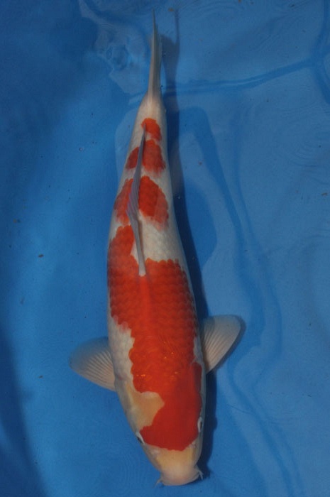 kohaku 1011059