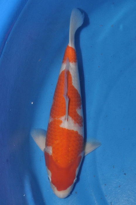 kohaku 1011060