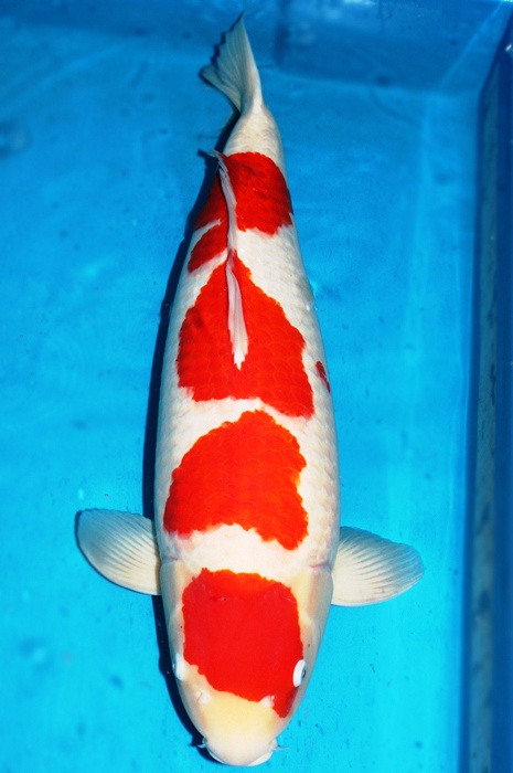 yondan kohaku 1101001