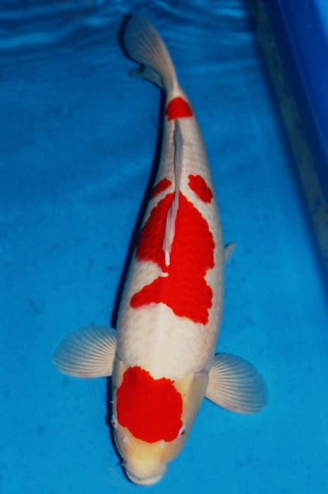 meerstaps kohaku 1101003
