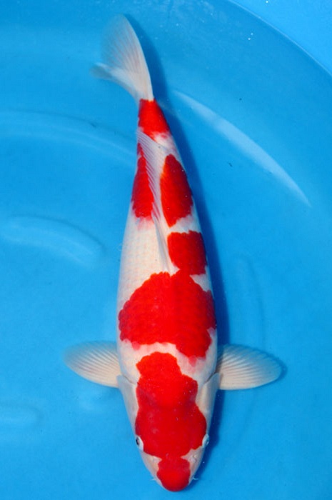 meerstaps kohaku 1101007