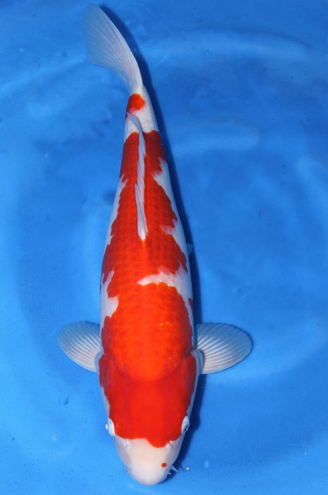 kohaku 1102003