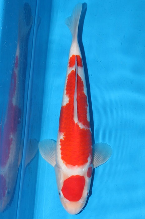 maruten kohaku 1102006