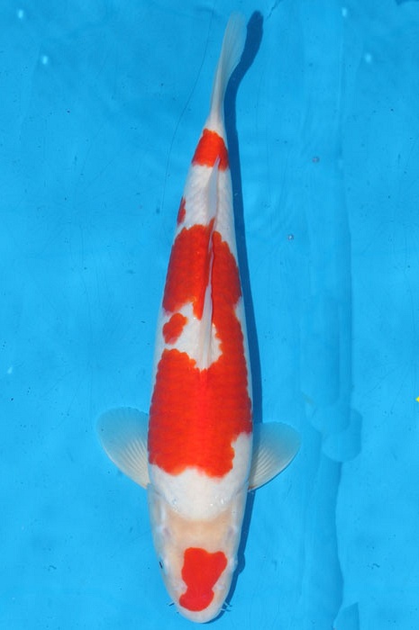 maruten kohaku 1102007