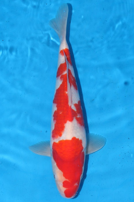 kohaku 1102008
