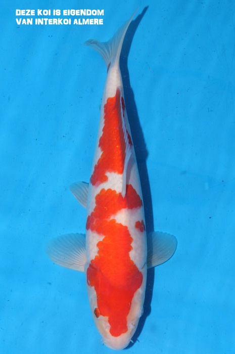 Meerstaps kohaku 1102009