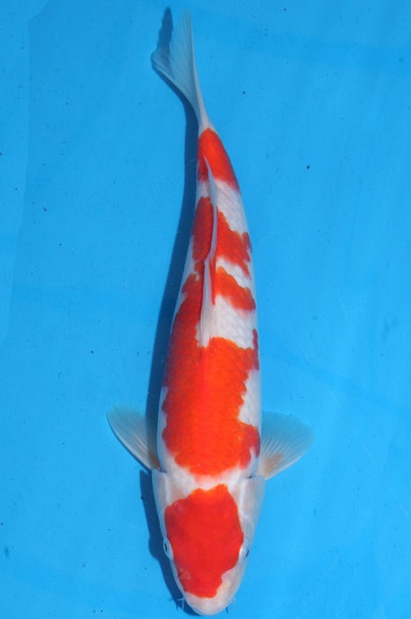 maruten kohaku 1102012