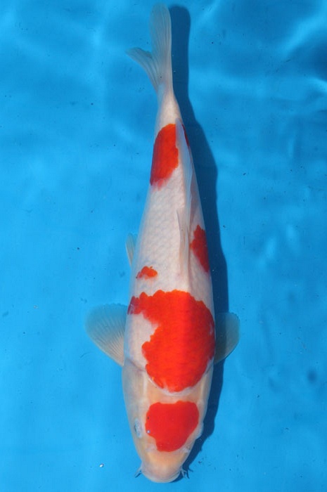 kohaku 1102016