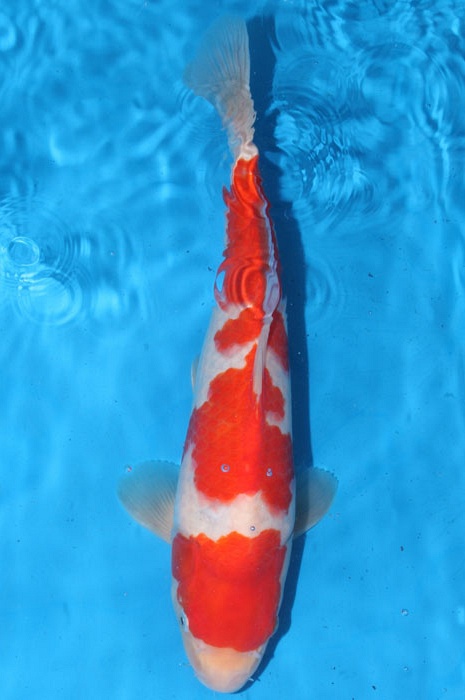 Meerstaps kohaku 1102017