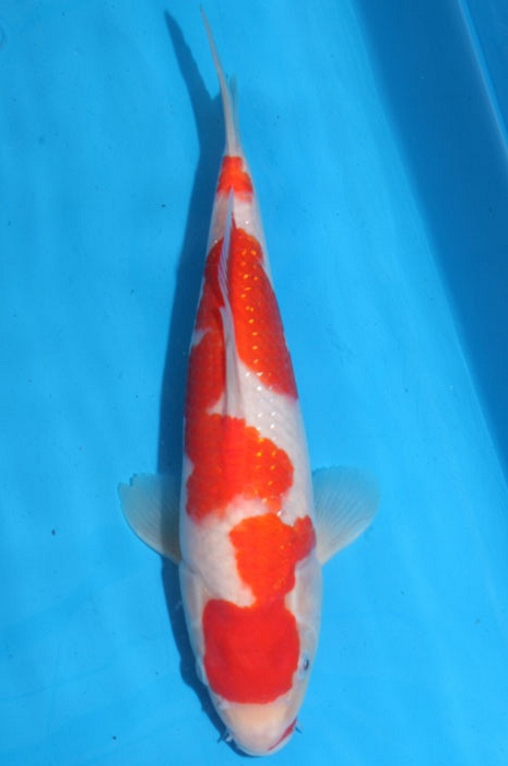kohaku 1102019