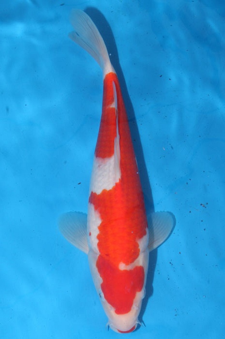 kohaku 1102022