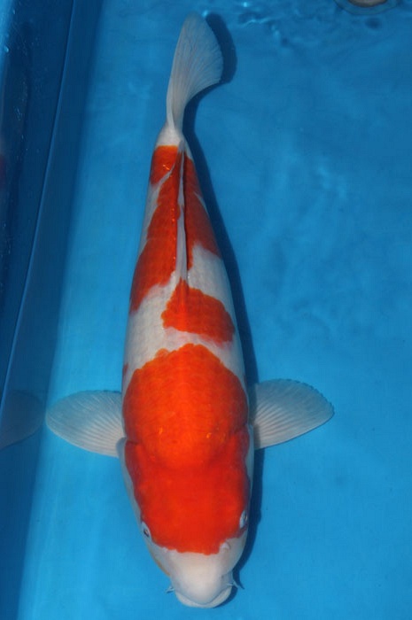 kohaku 1102067