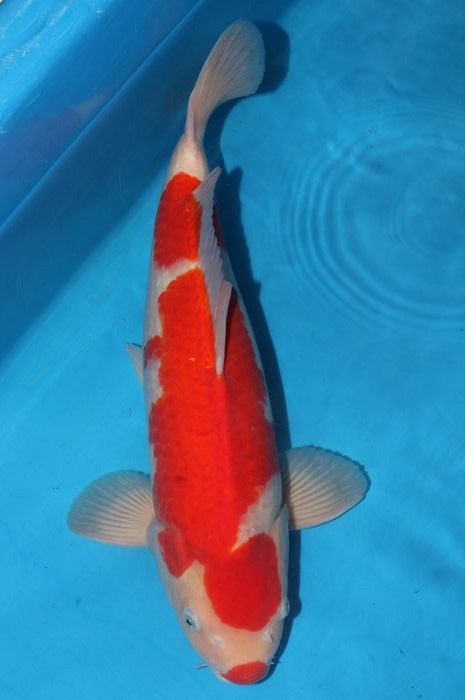 kohaku 1102068