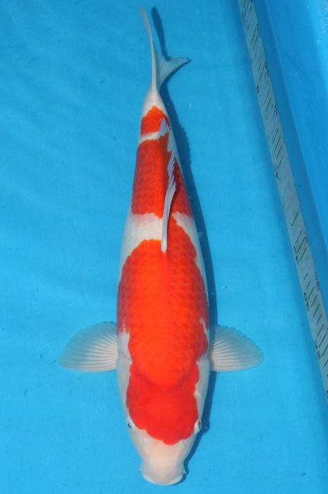 sandan kohaku 1102071