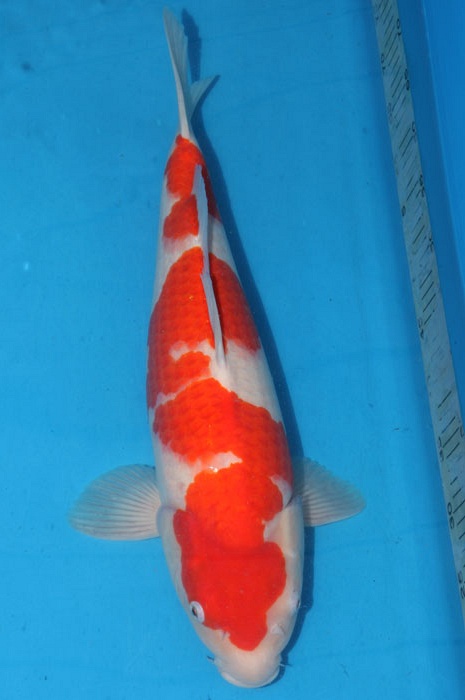 kohaku 1102075