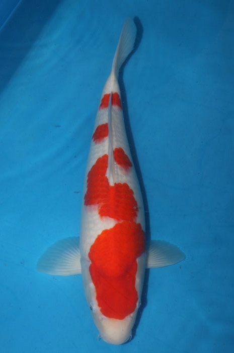 kohaku 1102076