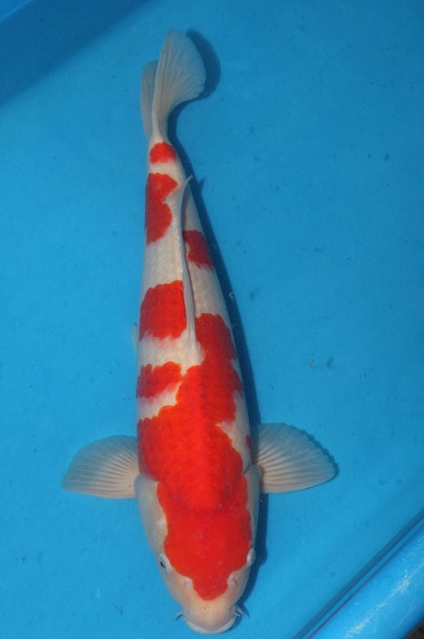 meerstaps kohaku 1102077