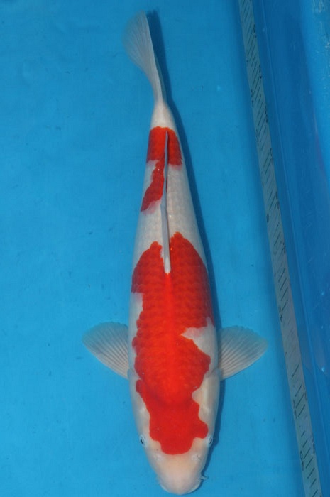 kohaku 1102079