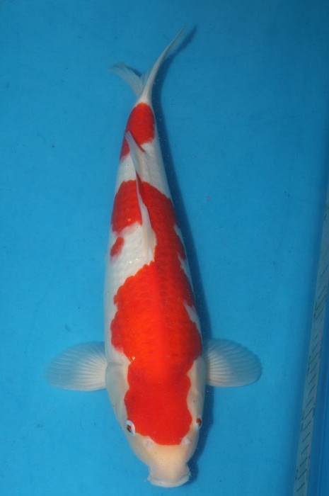 kohaku 1102080
