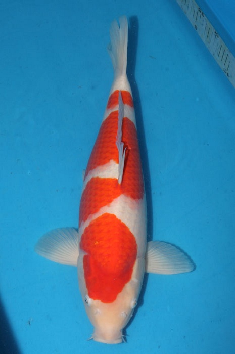 sandan kohaku 1102081