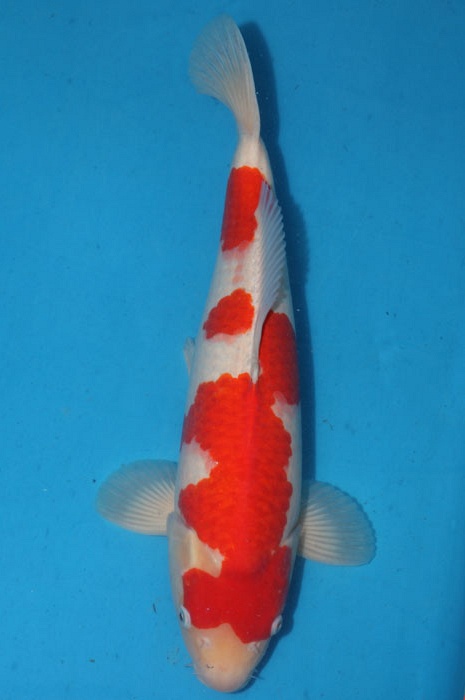meerstaps kohaku 1102082