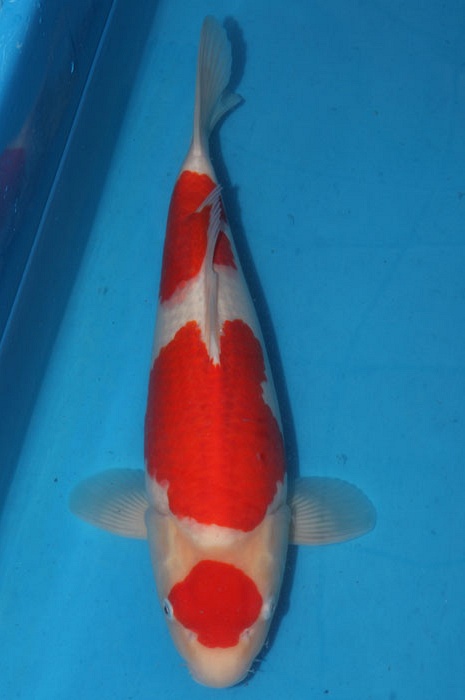 Maruten sandan kohaku 1102083