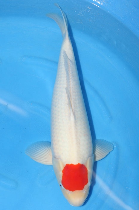 tancho kohaku 1103001