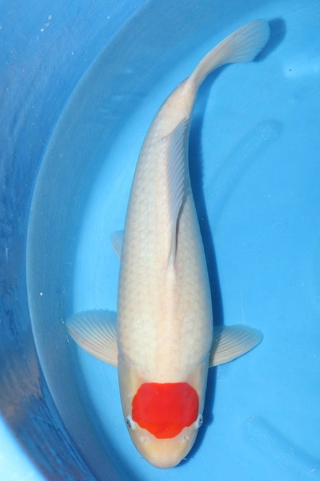 tancho kohaku 1103002