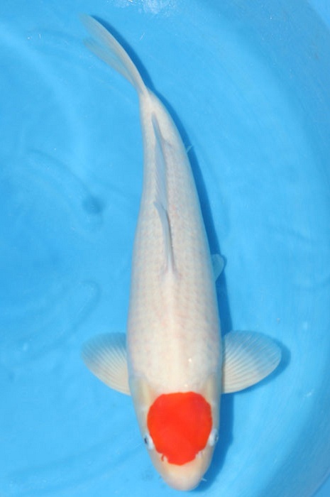 tancho kohaku 1103004