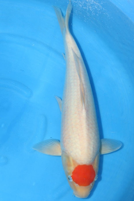 tancho kohaku 1103007