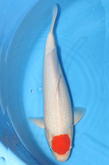tancho kohaku 1103011