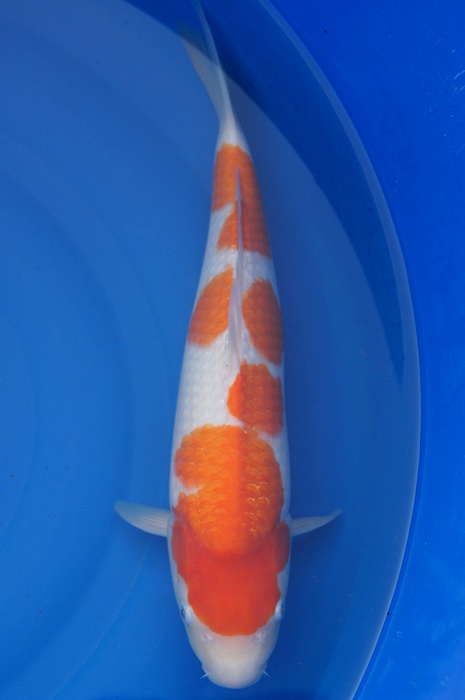 Tategoi kohaku 1103014
