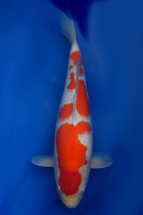 kohaku 1104009