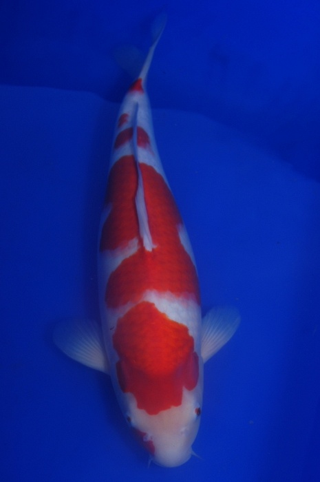 kohaku 1104010
