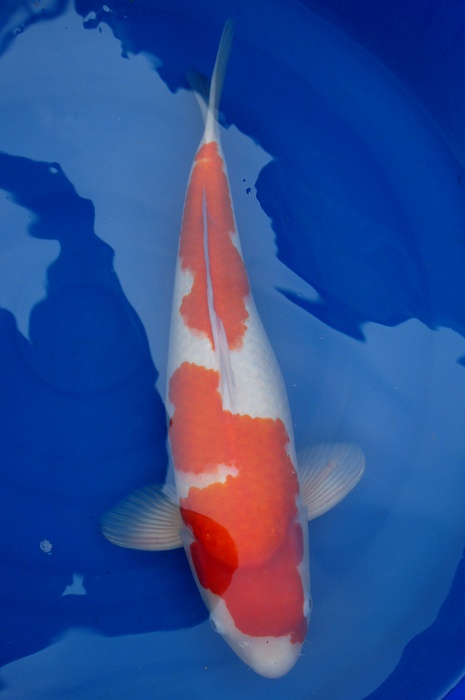 kohaku 1104012