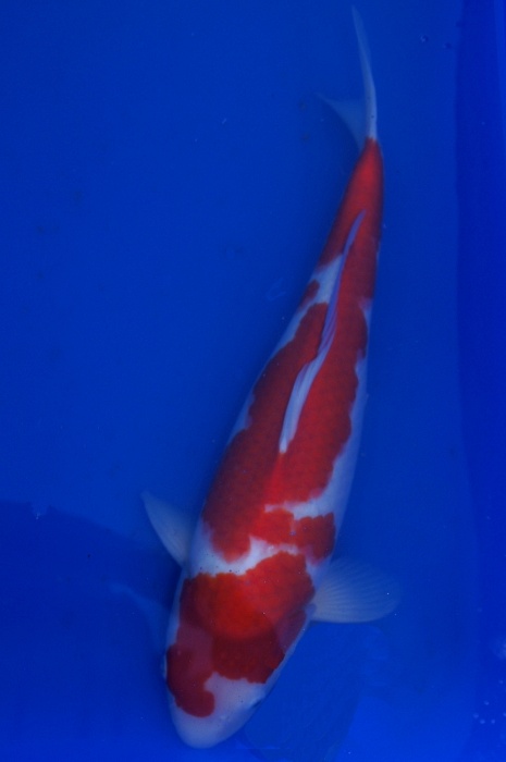 kohaku 1104015