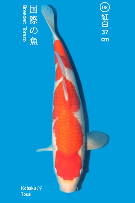 kohaku 1104017