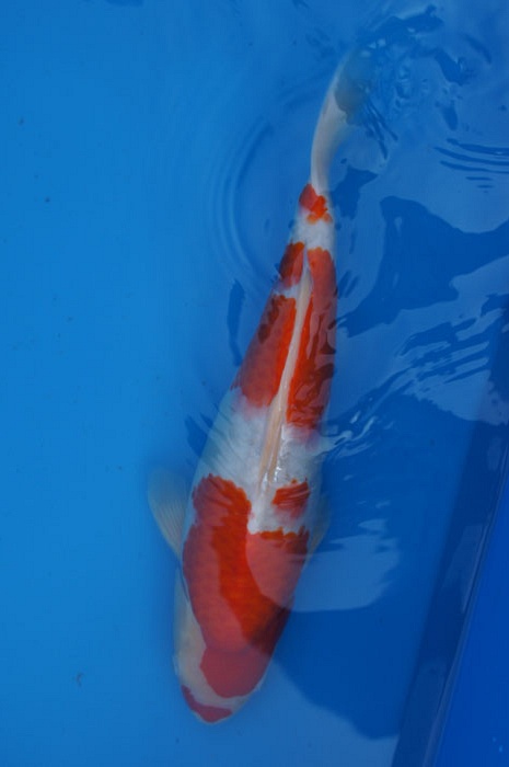 kohaku 1104025