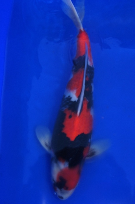 showa 1104029