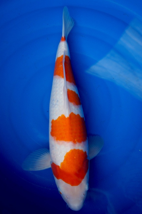 godan kohaku 1104030