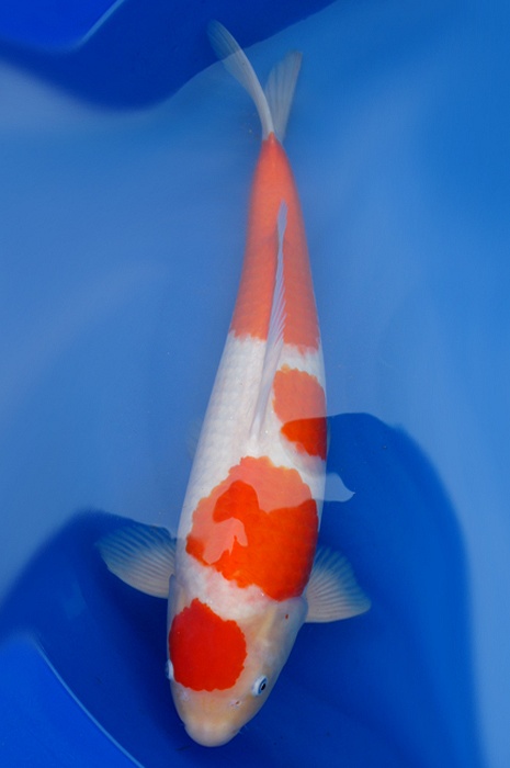 meerstaps kohaku 1104031