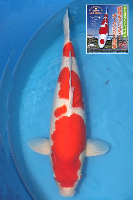 tategoi kohaku 1104034