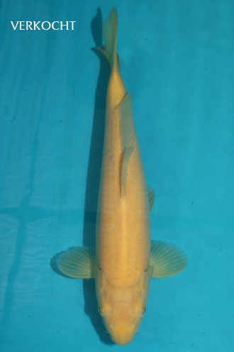 karashigoi 1104039