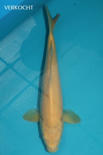 karashigoi 1104040
