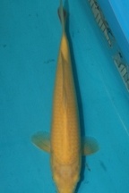 karashigoi 1104041