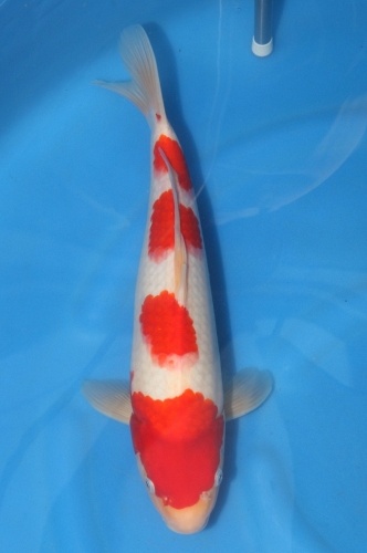 yondan kohaku 1104042